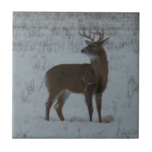 D11 Weißwedelhirsch im Schnee Fliese