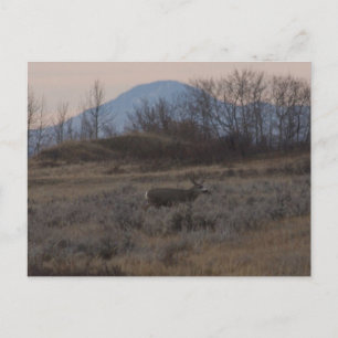 D12 Mule Deer Buck and Sweet Grass Hills Postkarte