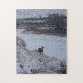 D16 Mule Deer im Flusstal