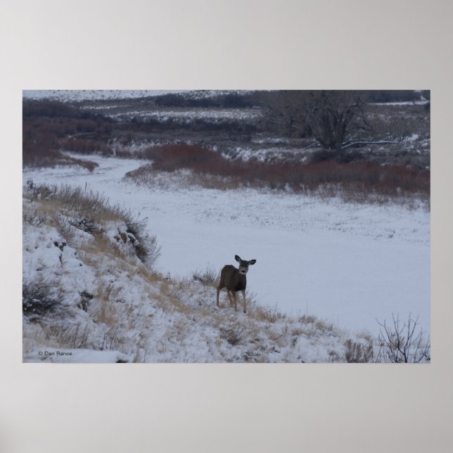 D16 Mule Deer im Flusstal Poster (Vorne)