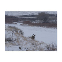 D16 Mule Deer im Flusstal