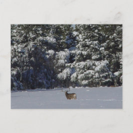 D17 Mule Deer Buck and Snowy Pines Postkarte