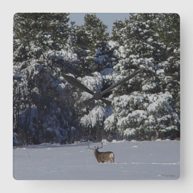 D17 Mule Deer Buck in Snowy Spruce Trees Quadratische Wanduhr (Vorderseite)