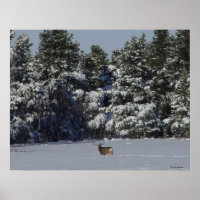 D17 Mule Deer Buck in Snowy SpruceBäume
