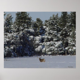 D17 Mule Deer Buck in Snowy SpruceBäume Poster
