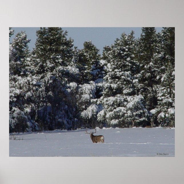 D17 Mule Deer Buck in Snowy SpruceBäume Poster (Vorne)