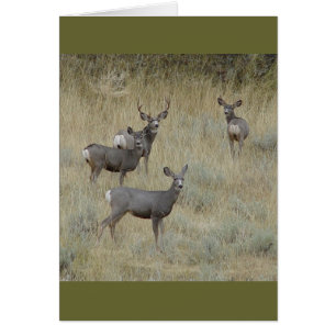 D18 Mule Deer