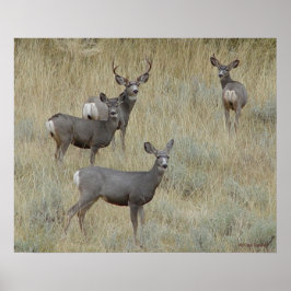 D18 Mule Deer Poster