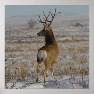 D20 Maultierhirsch Bock im Schnee Poster