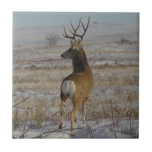 D20 Maultierhirsch im Schnee Fliese