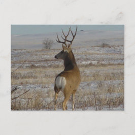 D20 Mule Deer Buck in Snow Postkarte