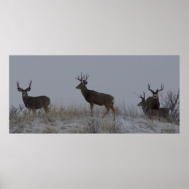 D21 Mule Deer Bucks Poster