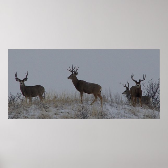 D21 Mule Deer Bucks Poster (Vorne)