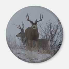 D21c Mule Deer Bucks Magnet