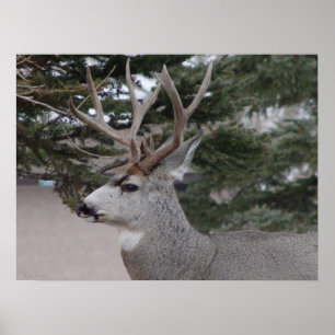 D25 Maultierhirsch Bock Poster