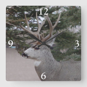 D25 Mule Deer Buck Head and Shoulders Quadratische Wanduhr