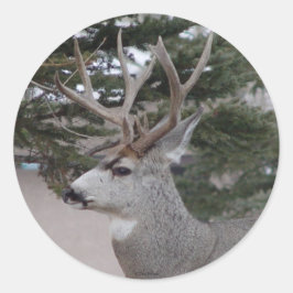 D25 Mule Deer Buck Head Shot Runder Aufkleber