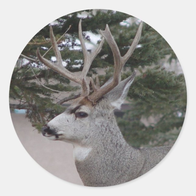 D25 Mule Deer Buck Head Shot Runder Aufkleber (Vorderseite)