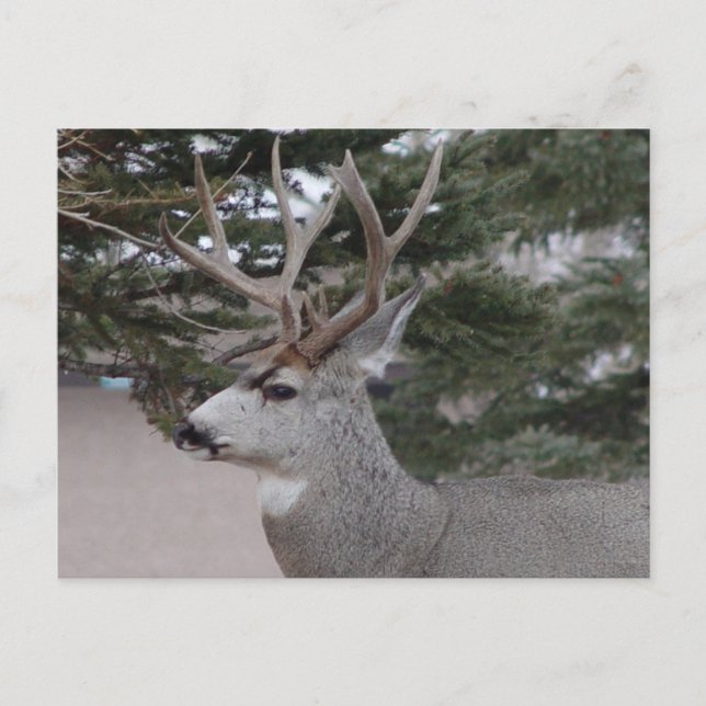 D25 Mule Deer Buck Postkarte (Vorderseite)