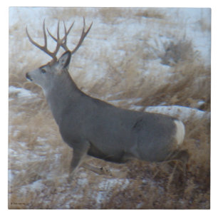 D28 Mule Deer Buck Running Fliese