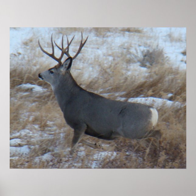 D28 Mule Deer Buck Running Poster (Vorne)