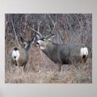 D29 Mule Deer Buck and Doe