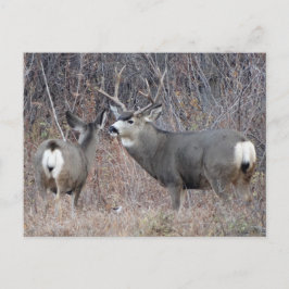 D29 Mule Deer Buck and Doe Postkarte