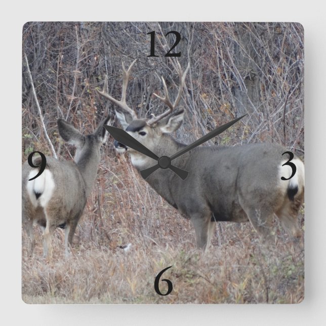 D29 Mule Deer Quadratische Wanduhr (Vorderseite)