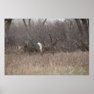 D2 Weißwedelhirsch Frühjahrsböcke in Cottonwoods Poster