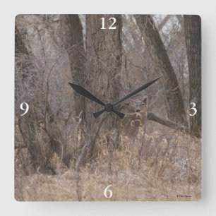 D2 Weißwedelhirsche in Cottonwood-Bäumen Quadratische Wanduhr