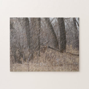 D2 Wildschweinbuck in Cottonwood