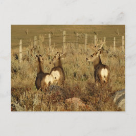 D30 Mule Deer Bucks Postkarte