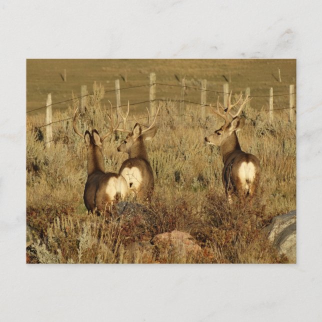 D30 Mule Deer Bucks Postkarte (Vorderseite)