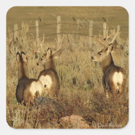 D30 Mule Deer Bucks Quadratischer Aufkleber
