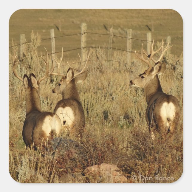D30 Mule Deer Bucks Quadratischer Aufkleber (Vorderseite)