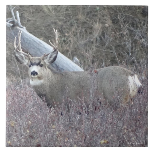 D32 Maultierhirsch Bock Fliese (Vorderseite)