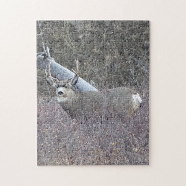 D32 Mule Deer Buck (Vertikal)