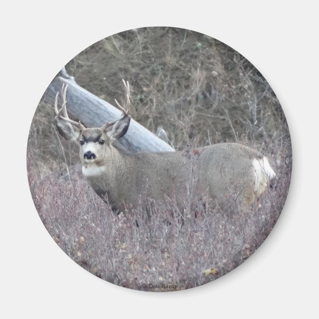 D32 Mule Deer Buck Magnet (Vorne)
