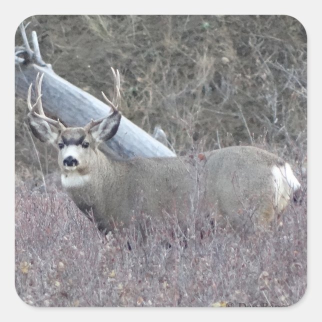 D32 Mule Deer Buck Quadratischer Aufkleber (Vorderseite)