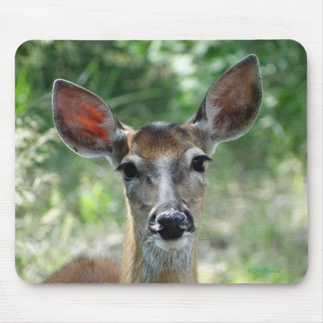 D33 Weißschwanz-Hirschknotenpad Mousepad (Vorne)