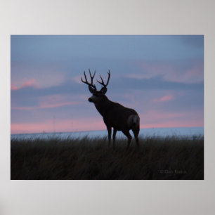 D3 Maultierhirsch Sonnenaufgang Bock Poster