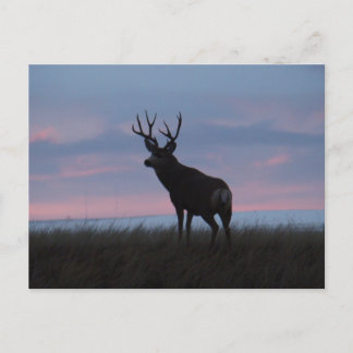 D3 Maultierhirsch Sonnenaufgang Bock Postkarte
