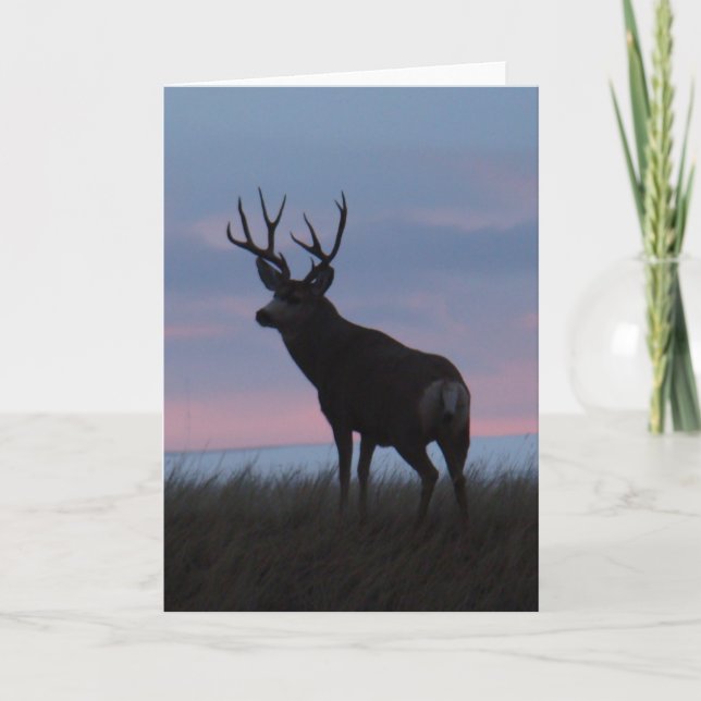 D3 Mule Deer Buck Sunrise Buck Karte (Vorderseite)