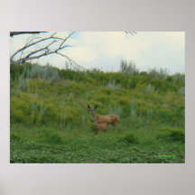 D5 Mule Deer Doe and Fawn