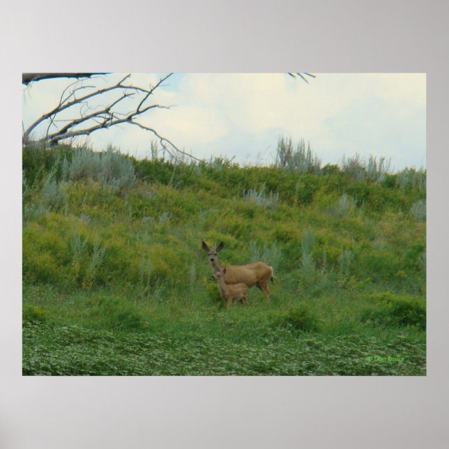 D5 Mule Deer Doe and Fawn Poster (Vorne)