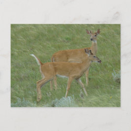 D6 Weißschwanzbucks für Hirsche Postkarte