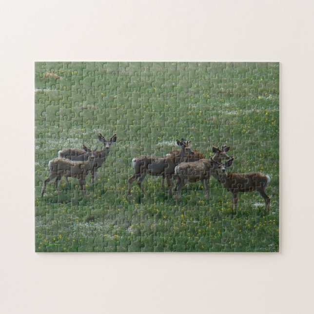 D7 Mule Dee Spring Bucks (Horizontal)