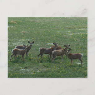D7 Mule Deer Bucks im Frühjahr Postkarte