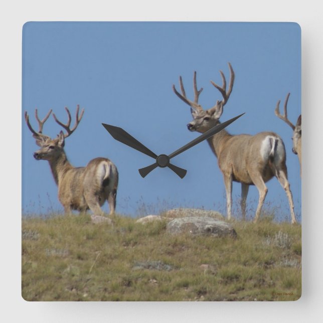 D9 Mule Deer Bucks in Velvet Sky Lined Quadratische Wanduhr (Vorderseite)