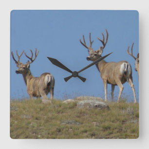 D9 Mule Deer Bucks in Velvet Sky Lined Quadratische Wanduhr